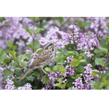 Sjungande fågel på en blommande syrenbuske