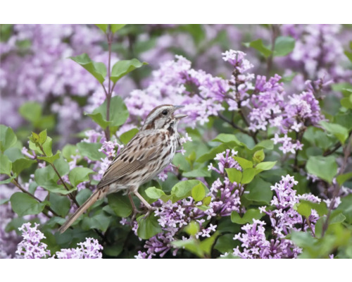 Sjungande fågel på en blommande syrenbuske