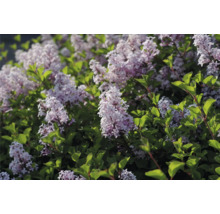 Blommande syrenbuske i trädgården.