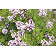 Blommande syrenbuske med gröna blad