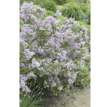 Blommande dvärgsyren i trädgården