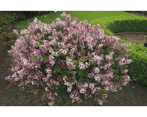 Blommande dvärgsyren i trädgården