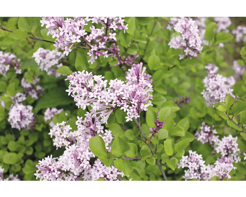 Närbild av blommande syren