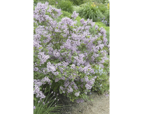 Blommande dvärgsyren i trädgården