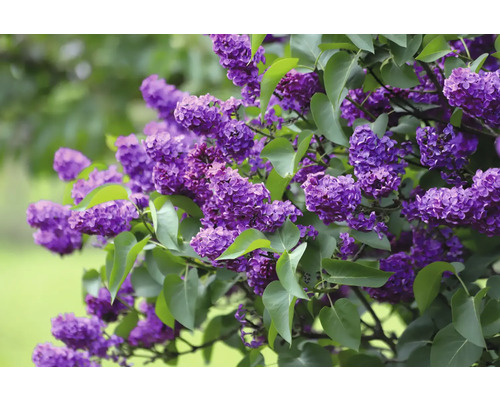 Närbild av blommande syrenbuske