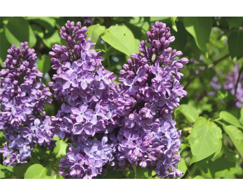 Närbild av syrenblommor