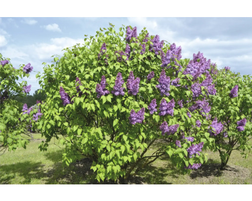 Blommande syrenbuske i trädgården