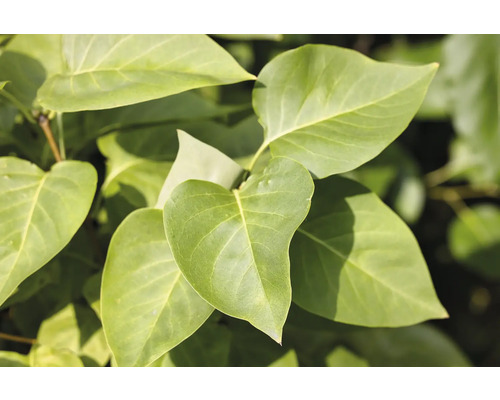 Närbild av syrenblad