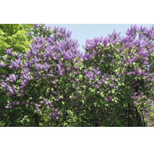 Blommande syrenbuske med gröna blad