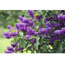 Blommande syrenbuske