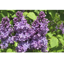 Blomställning av vanlig syren i detalj