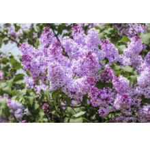 Närbild av blommande syrenbuske
