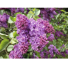 Blommande syrenbuske med lila blommor