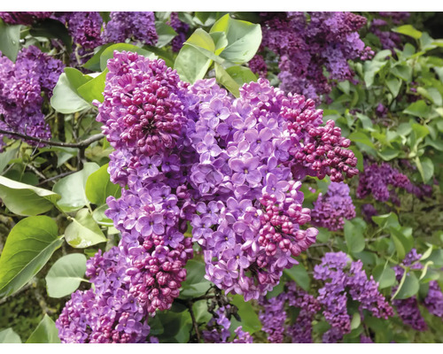 Blommande syrenbuske med lila blommor