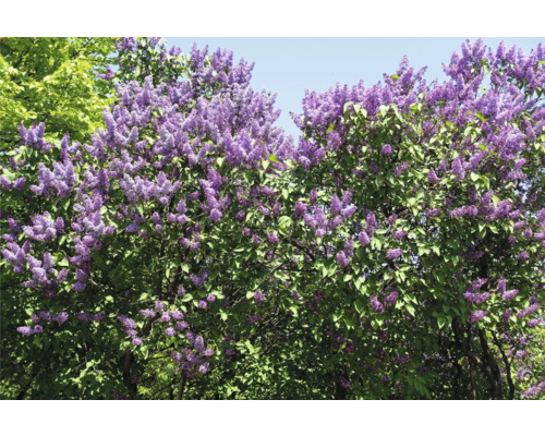 Blommande syren med gröna blad
