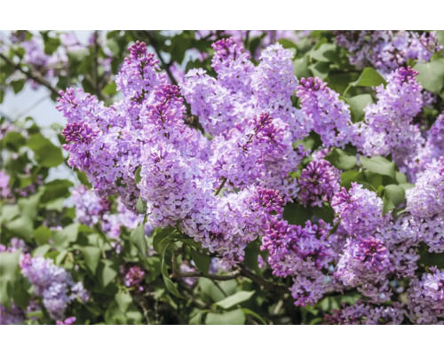 Blommande syrenbuske med lila blommor