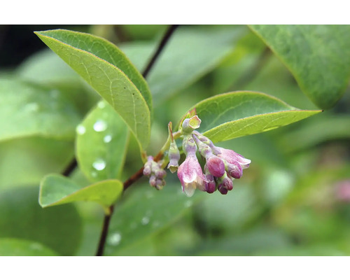 Närbild av tryblommor och blad