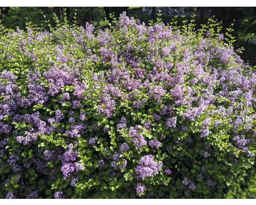 Blommande syrenbuske med gröna blad