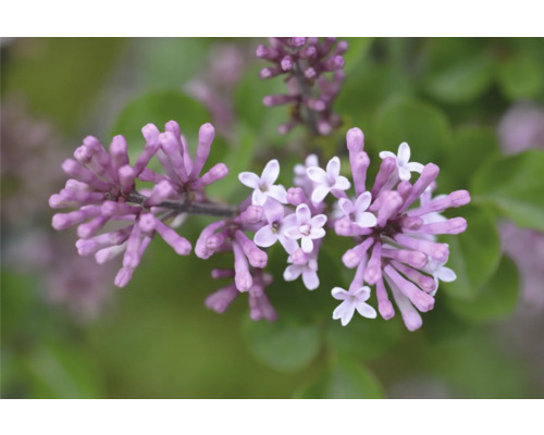 Närbild av syrenblommor