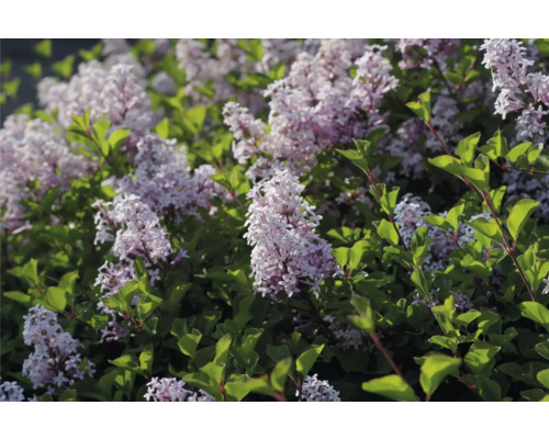 Blommande dvärgsyren med gröna blad