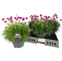 Två trift i krukor på en bricka