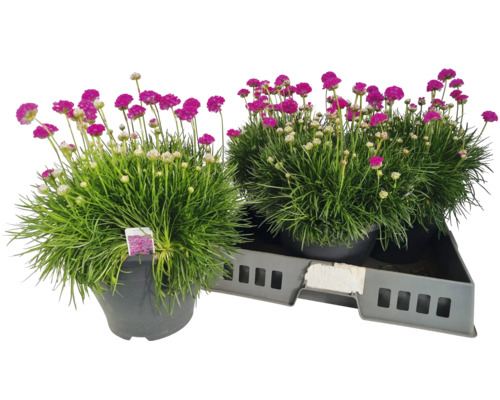 Två trift i krukor på en bricka