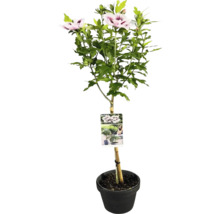 Hibiskusbuske i kruka med blommor