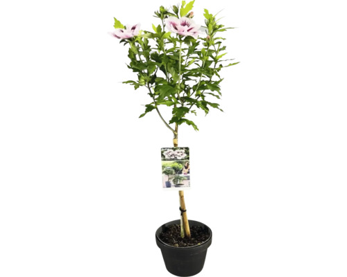 Hibiskusbuske i kruka med blommor