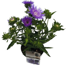 Stokesia laevis i kruka med lila blommor