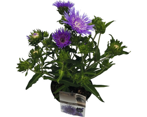 Stokesia laevis i kruka med lila blommor