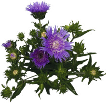 Knoppört med lila blomma