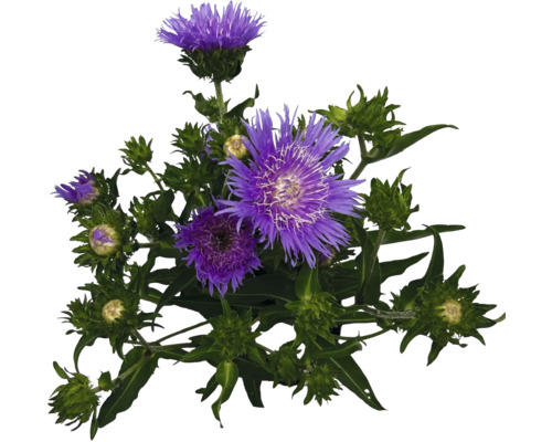 Knoppört med lila blomma