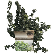 Städsegrön klätterbuske Euonymus fortunei 'Emerald Gaiety' i kruka