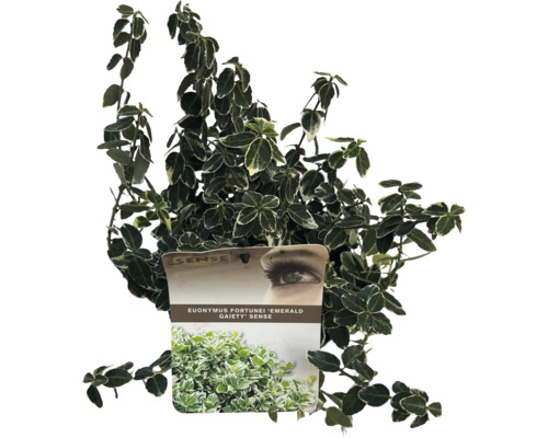 Vitbrokig klätterbenved FLORASELF Euonymus fortunei Emerald Gaiety 15-20cm Co 2L Städsegrön klätterbuske Euonymus fortunei 'Emerald Gaiety' i kruka
