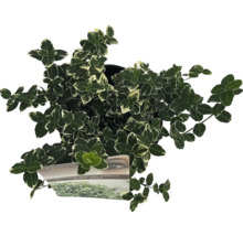 Städsegrön benved i kruka med grönvita blad