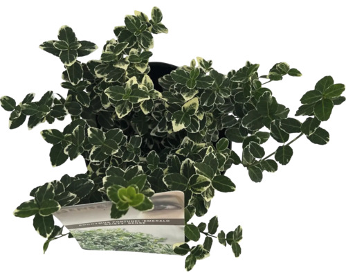 Städsegrön benved i kruka med grönvita blad