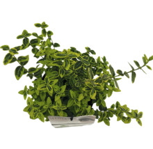 Benved med grön-gula blad