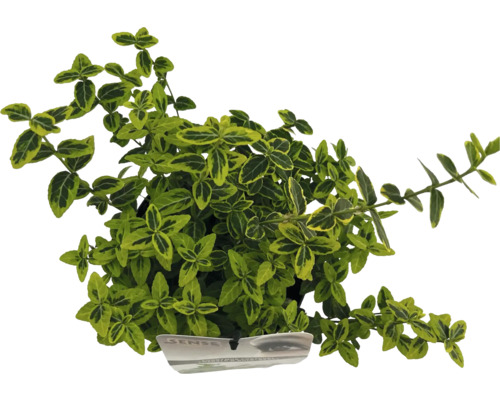 Gulbrokig klätterbenved FLORASELF Euonymus fortunei Emerald n'Gold 15-20cm Co 2L Benved med grön-gula blad