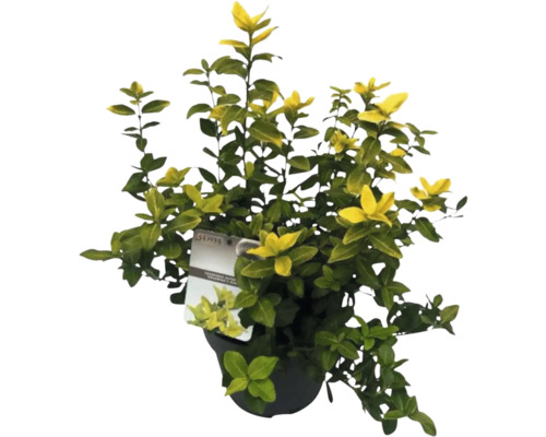 Klätterbenved lysande gul FLORASELF Euonymus fortunei GOLDMINE® 25-30cm Co 5L buskig Benved planterad i kruka