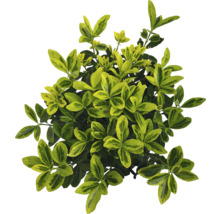 Städsegrön benved med grön-gula blad