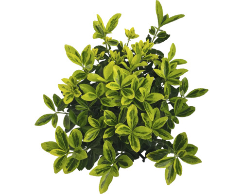 Städsegrön benved med grön-gula blad