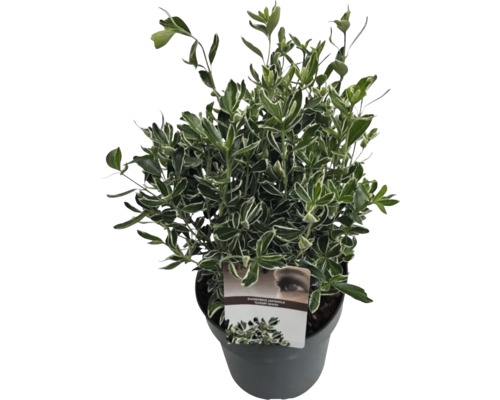 Småbladig japansk benved FLORASELF Euonymus japonicus Susan 25-30cm Co 5L buskig Japansk benved i kruka