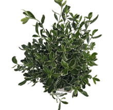Städsegrön benved med gröna blad och vita kanter