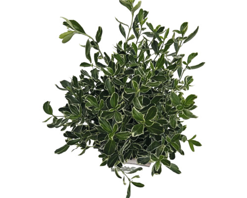 Städsegrön benved med gröna blad och vita kanter