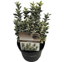 Euonymus japonicus 'White Spider' i kruka