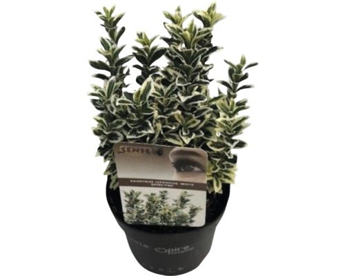 Euonymus japonicus 'White Spider' i kruka