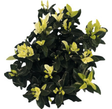 Städsegrön benved med blad