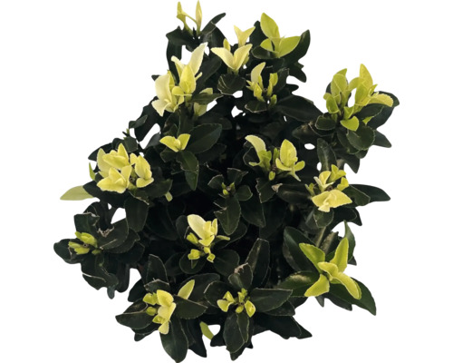 Städsegrön benved med blad