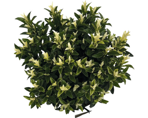 Städsegrön benved med blad