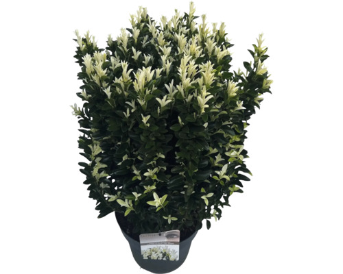 Grönskande benved i kruka med brokiga blad